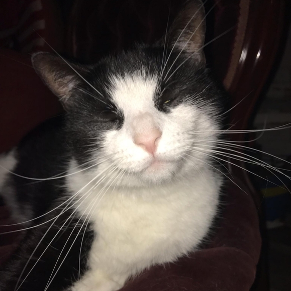 Meet your Posher, Catmam58 - Picture 11 of 16